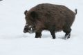 Galerie Wildtiere in unseren Gehegen anzeigen